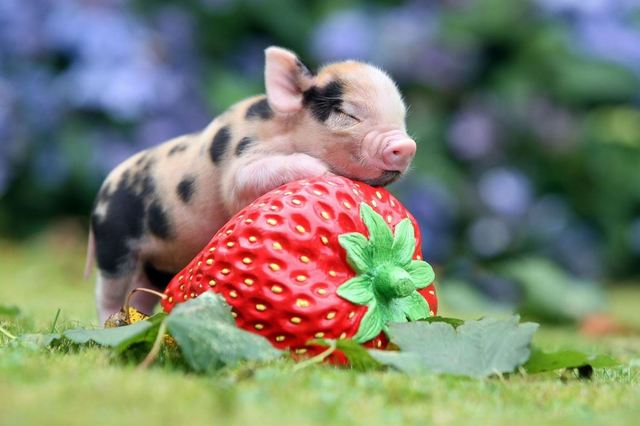 micro porc cu capsuna